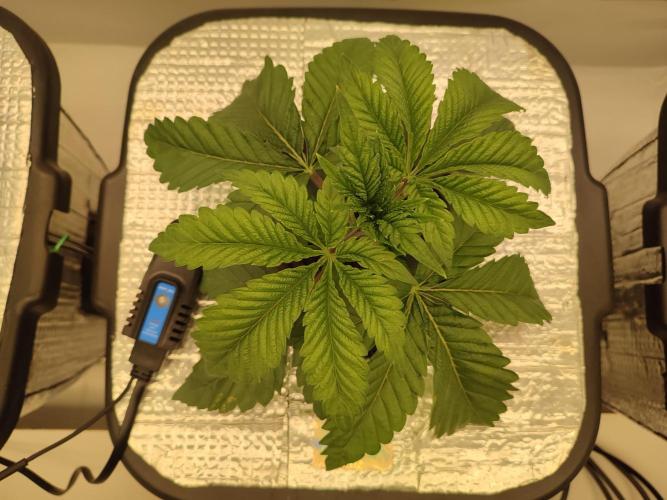 GSDS - New Money - RDWC. Week 3 - Tag 24