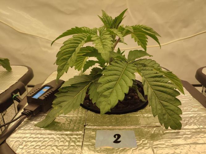 GSDS - New Money - RDWC. Week 3 - Tag 24