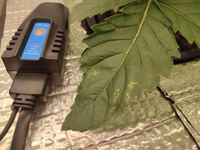 GSDS - New Money - RDWC. Week 3 - Tag 24