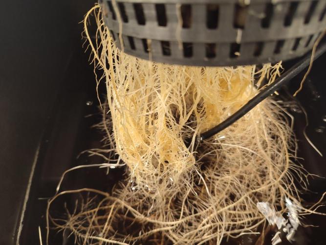 GSDS - New Money - RDWC. Week 3 - Tag 24