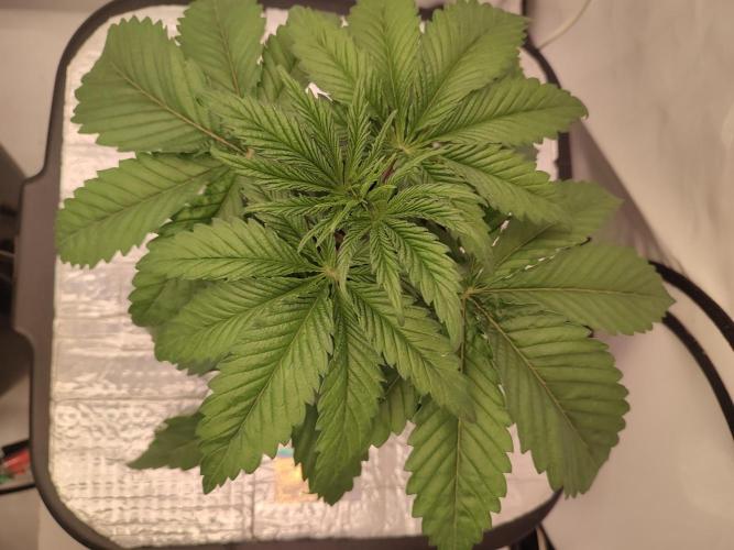 GSDS - New Money - RDWC. Week 3 - Tag 24