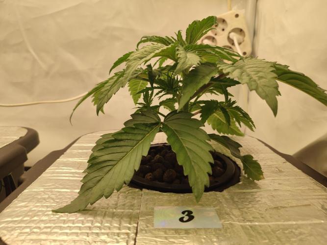 GSDS - New Money - RDWC. Week 3 - Tag 24