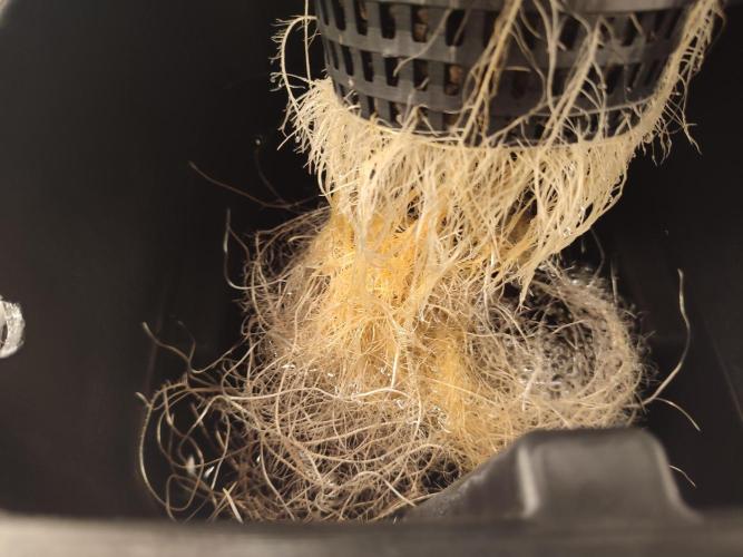 GSDS - New Money - RDWC. Week 3 - Tag 24