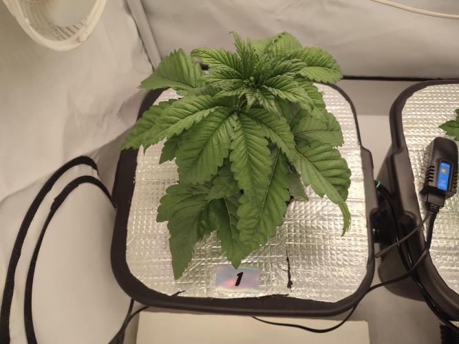 GSDS - New Money - RDWC. Week 3 - Tag 24