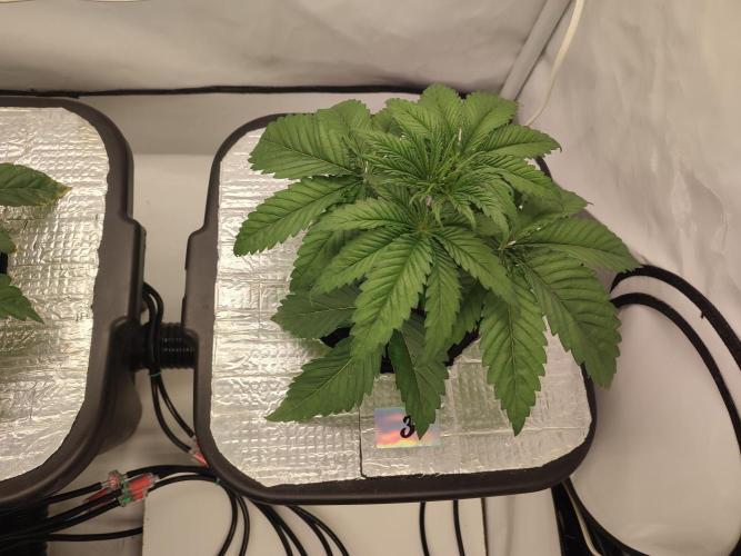 GSDS - New Money - RDWC. Week 3 - Tag 24