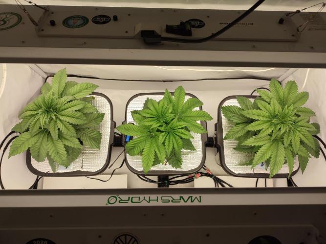 GSDS - New Money - RDWC. Week 3 - Tag 27