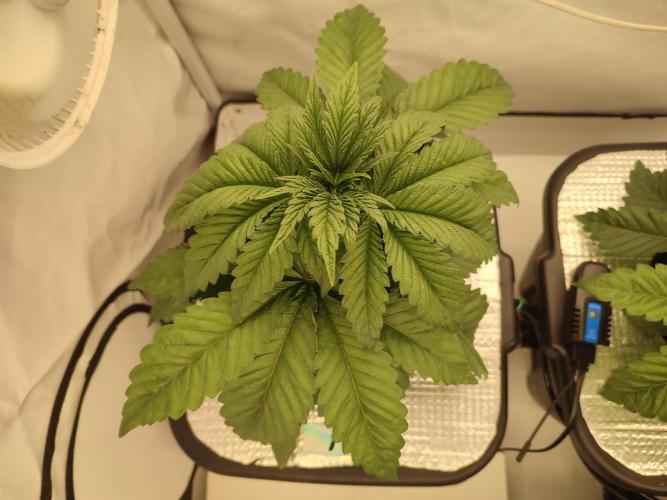 GSDS - New Money - RDWC. Week 3 - Tag 27