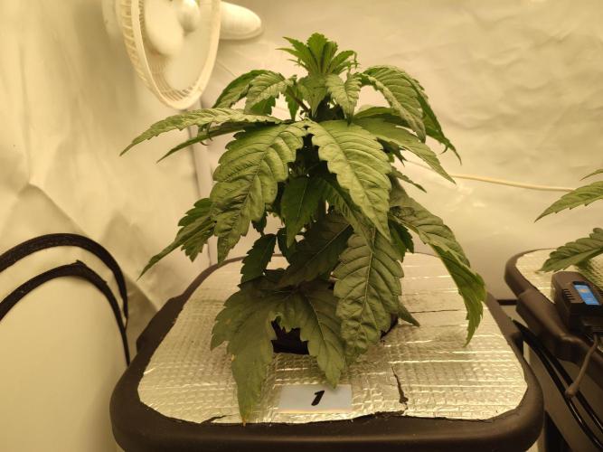 GSDS - New Money - RDWC. Week 3 - Tag 27