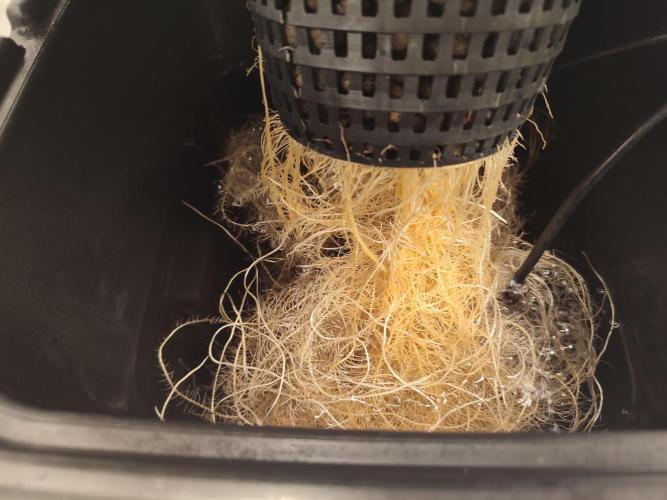 GSDS - New Money - RDWC. Week 3 - Tag 27