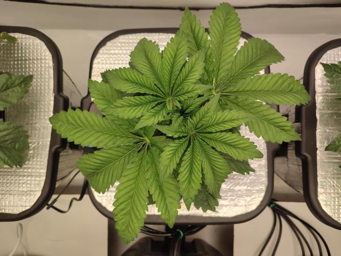 GSDS - New Money - RDWC. Week 3 - Tag 27