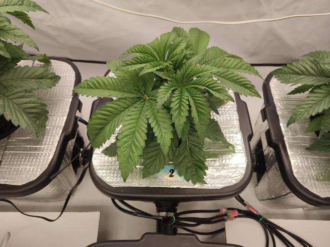 GSDS - New Money - RDWC. Week 3 - Tag 27