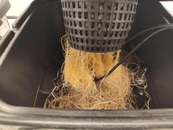 GSDS - New Money - RDWC. Week 3 - Tag 27