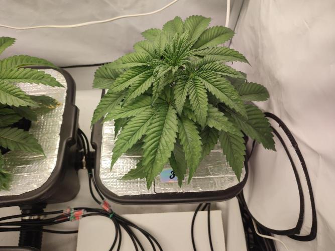 GSDS - New Money - RDWC. Week 3 - Tag 27