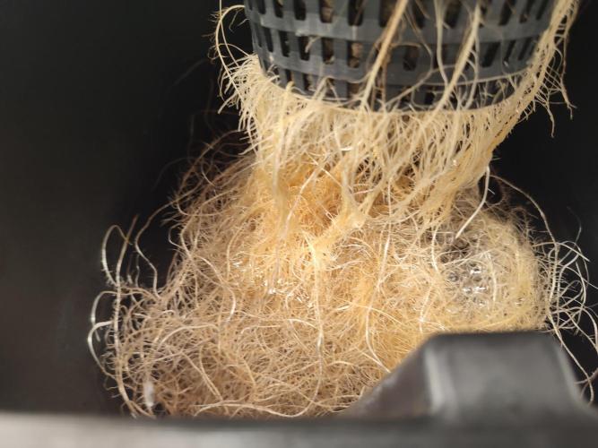 GSDS - New Money - RDWC. Week 3 - Tag 27