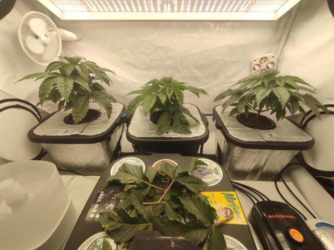 GSDS - New Money - RDWC. Week 3 - Tag 27