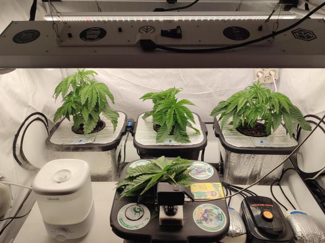 GSDS - New Money - RDWC. Week 4 - Tag 28