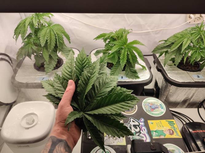 GSDS - New Money - RDWC. Week 4 - Tag 28