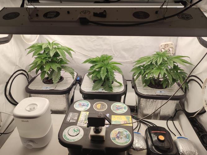 GSDS - New Money - RDWC. Week 4 - Tag 29