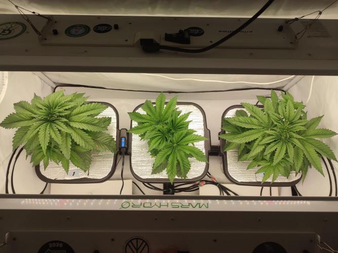 GSDS - New Money - RDWC. Week 4 - Tag 29