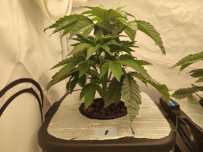 GSDS - New Money - RDWC. Week 4 - Tag 29