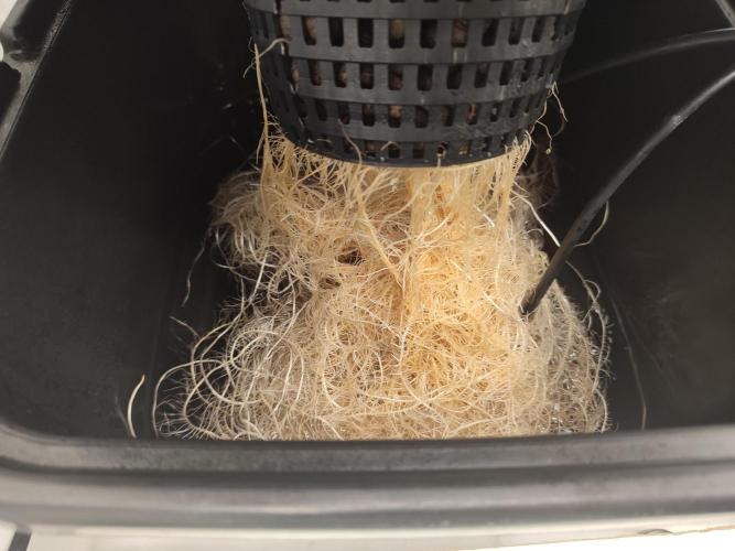 GSDS - New Money - RDWC. Week 4 - Tag 29