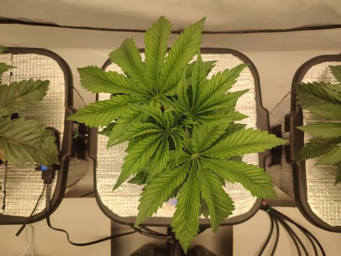 GSDS - New Money - RDWC. Week 4 - Tag 29