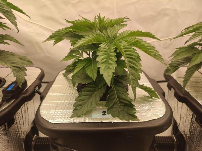 GSDS - New Money - RDWC. Week 4 - Tag 29