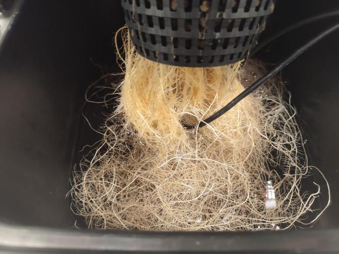 GSDS - New Money - RDWC. Week 4 - Tag 29