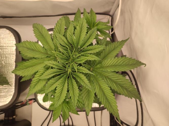 GSDS - New Money - RDWC. Week 4 - Tag 29