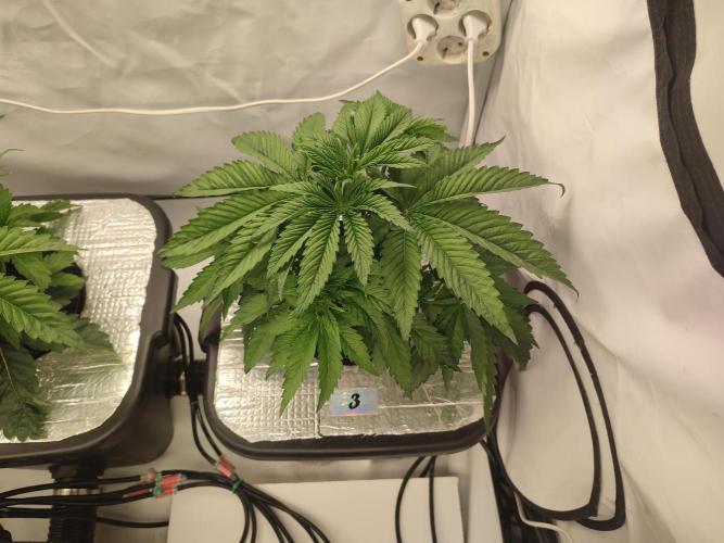 GSDS - New Money - RDWC. Week 4 - Tag 29