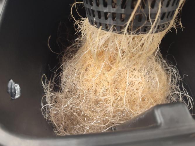 GSDS - New Money - RDWC. Week 4 - Tag 29