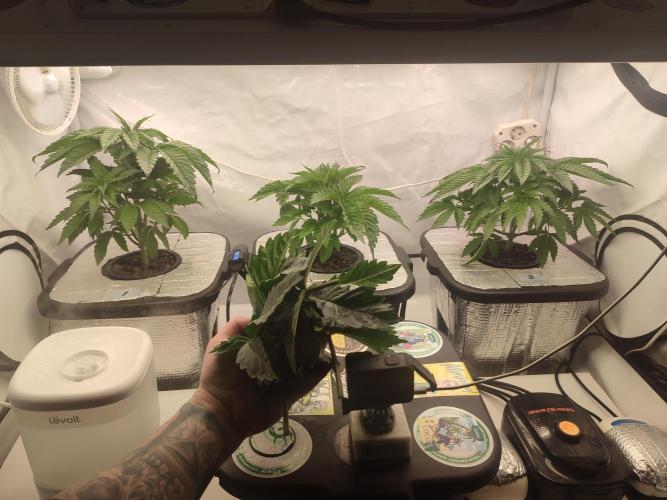 GSDS - New Money - RDWC. Week 4 - Tag 29