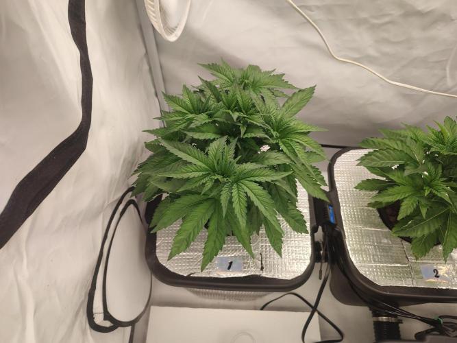 GSDS - New Money - RDWC. Week 4 - Tag 32