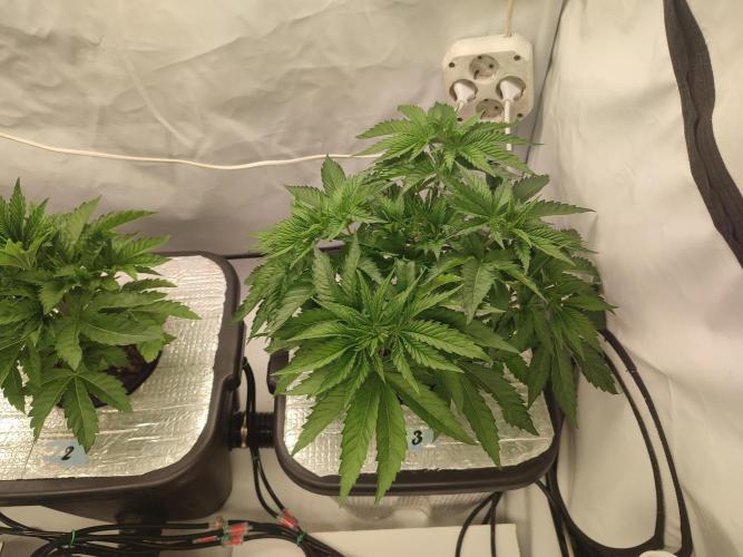 GSDS - New Money - RDWC. Week 4 - Tag 32