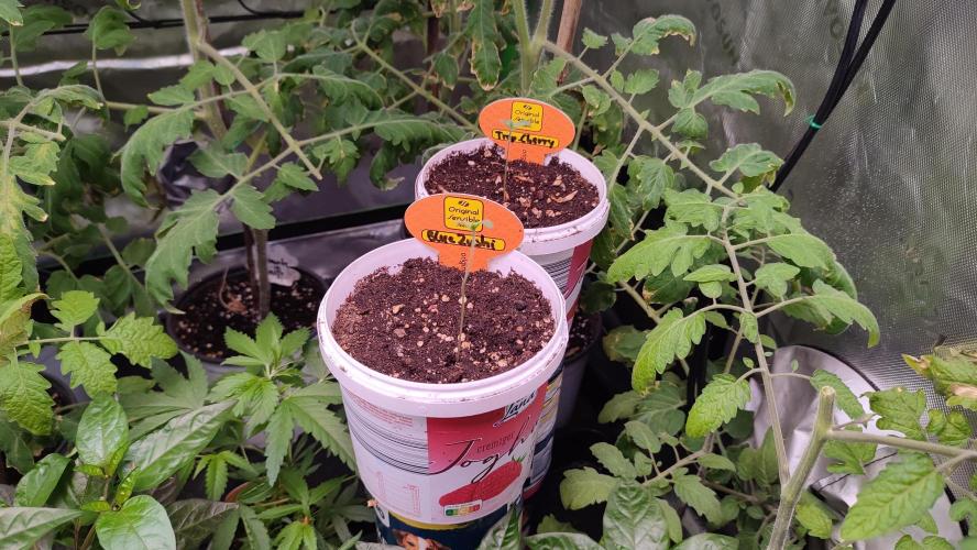 Trop. Cherry. Week 0
