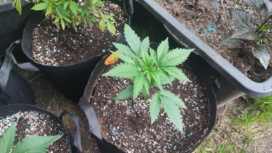 Blue Zushi. Week 2