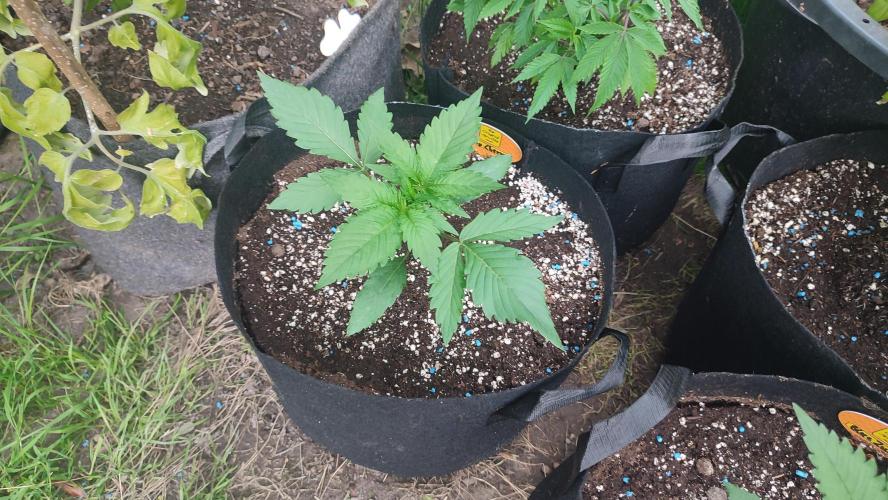 Trop. Cherry. Week 2