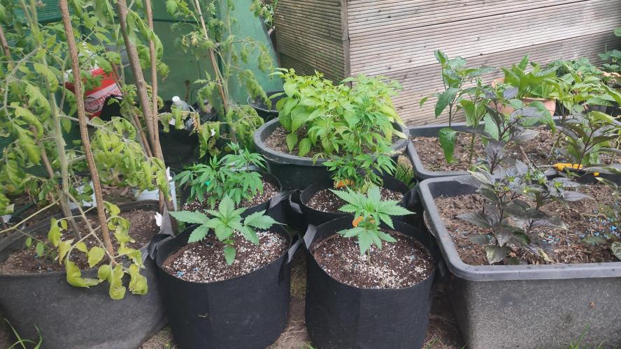 Trop. Cherry. Week 2