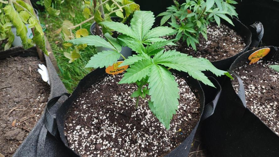 Trop. Cherry. Week 3