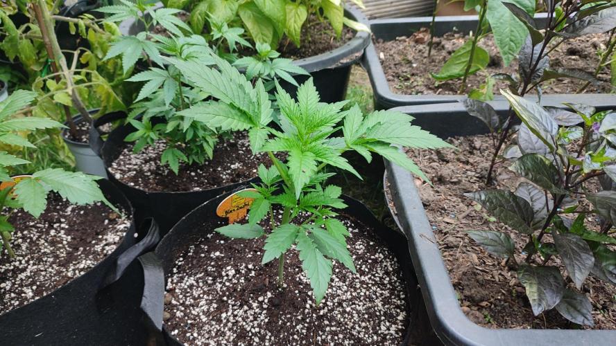 Blue Zushi. Week 3