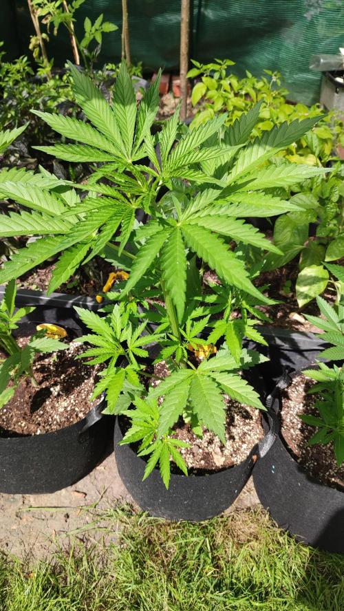 Blue Zushi. Week 4