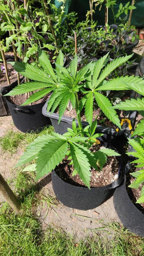 Trop. Cherry. Week 4