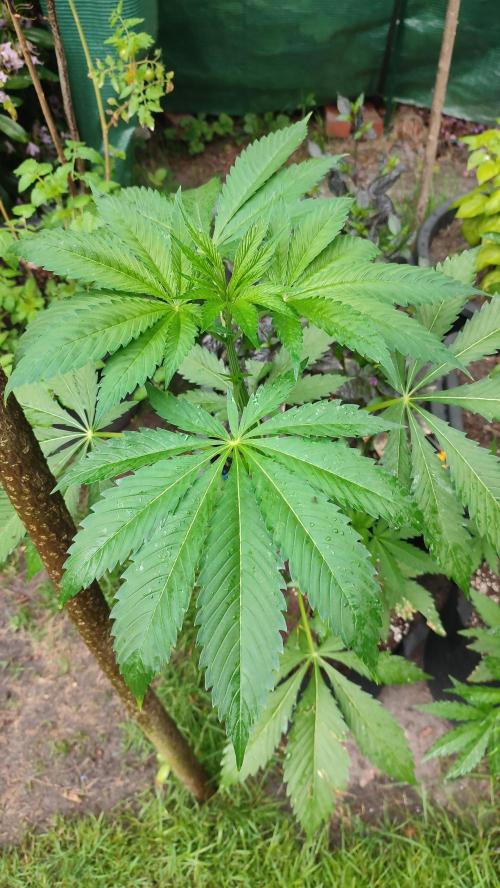 Trop. Cherry. Week 5