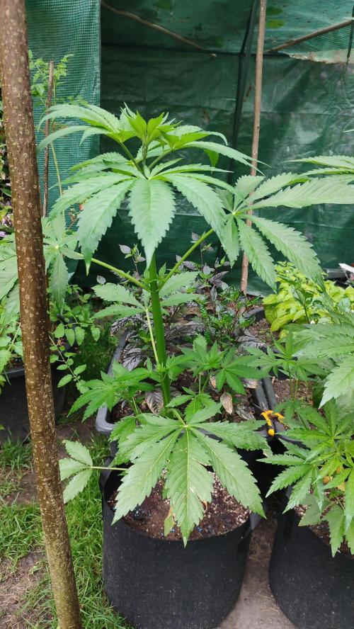 Trop. Cherry. Week 5
