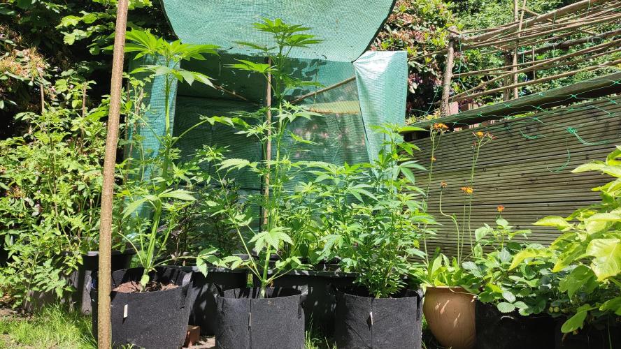 Blue Zushi. Week 6