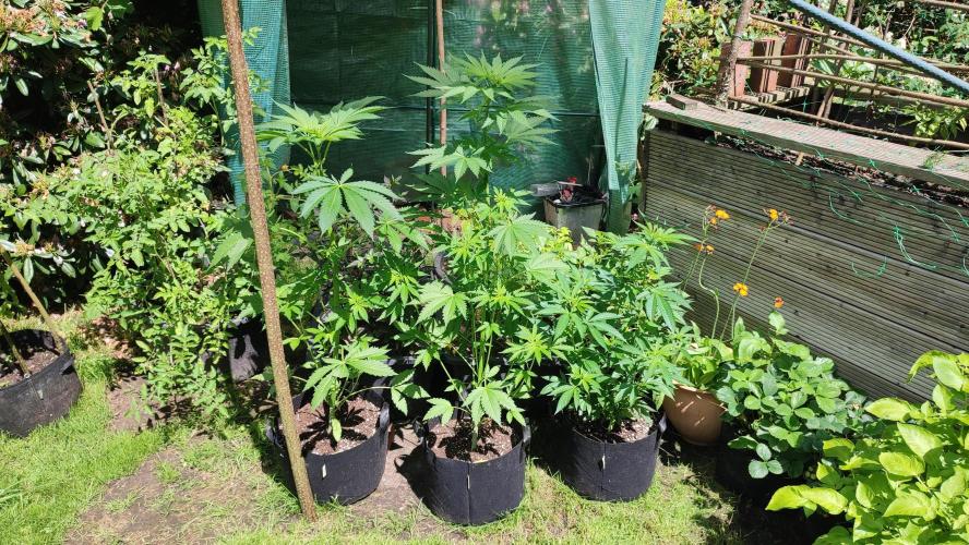 Trop. Cherry. Week 6