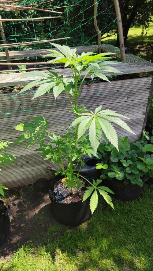 Trop. Cherry. Week 7