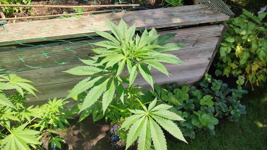 Trop. Cherry. Week 7