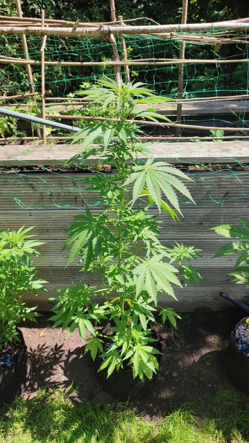 Blue Zushi. Week 7