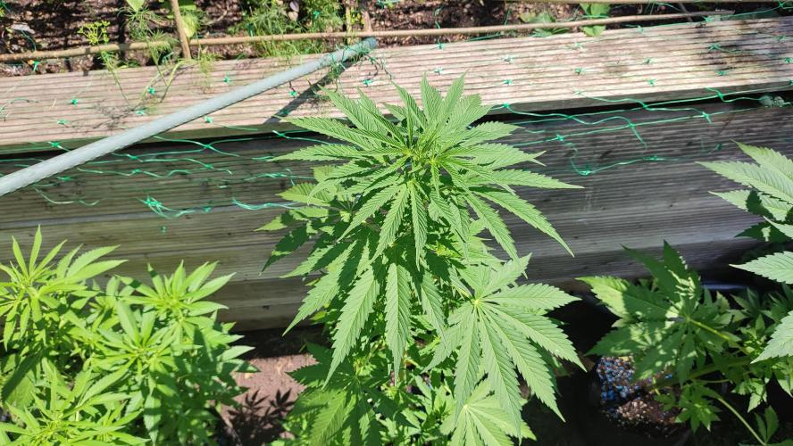 Blue Zushi. Week 7